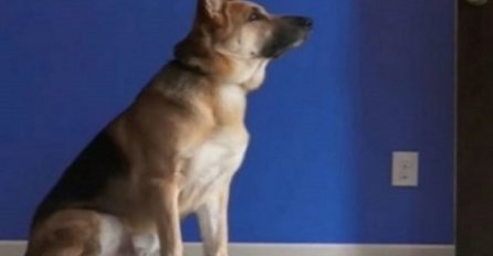 Vlasnici primijetili da njihov pas ne spava noću, pa otkrili i razlog (VIDEO)