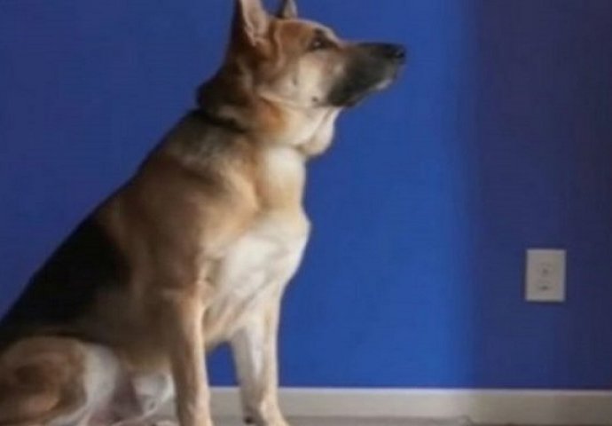 Vlasnici primijetili da njihov pas ne spava noću, pa otkrili i razlog (VIDEO)