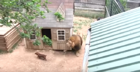 Tri psa zalutala u kavez u kojem živi lav, pogledajte kako se završila ova avantura (VIDEO)