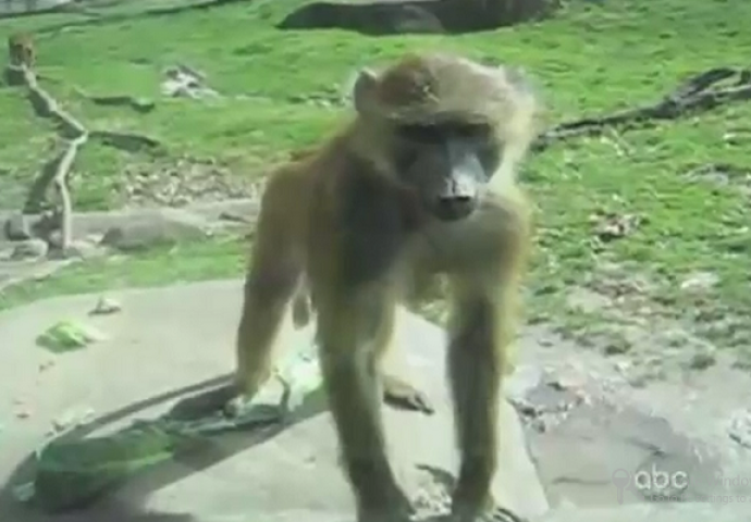 Kada vam neko dosađuje i ne želi prestati, onda ovaj majmun ima najbolju poruku za njih (VIDEO)