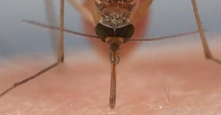 Scena od koje se diže kosa na glavi: Ovako izbliza izgleda kada vam komarac siše krv! (VIDEO)