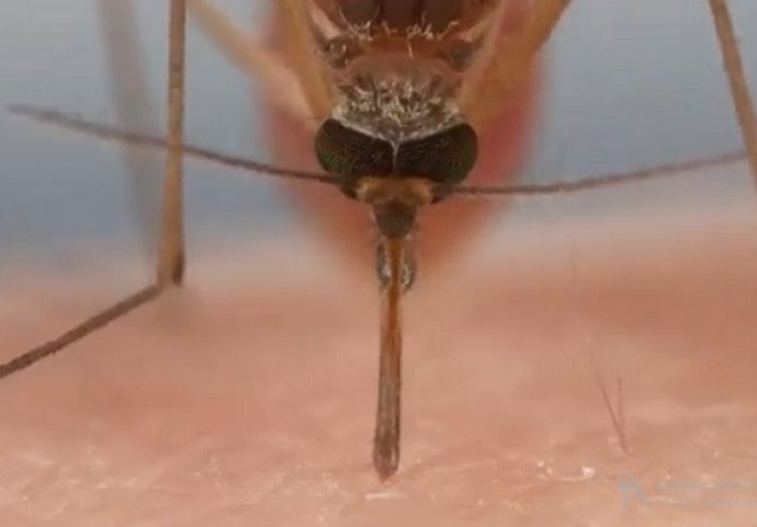 Scena od koje se diže kosa na glavi: Ovako izbliza izgleda kada vam komarac siše krv! (VIDEO)