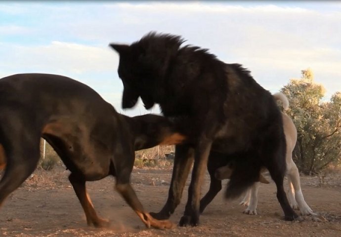 Veliki vuk je napao dobermana koji je pokazao da nema nimalo straha (VIDEO)