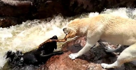Pas je pao u nabujali brzak, a onda njegov drugar je uradio nešto što je oduševilo svijet (VIDEO)