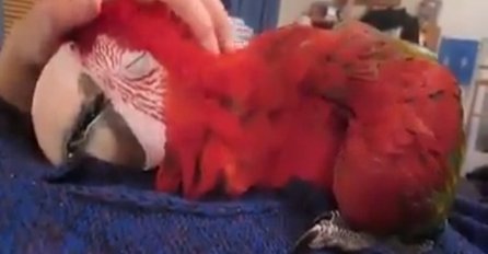 Ovaj papagaj misli da je štene, pogledajte njegovu reakciju kad je vlasnik uradio ovo (VIDEO)