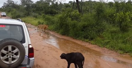 Gladni lav se ustrijemio na mlado tele i htio da ga zakolje, ali ovo nije očekivao! (VIDEO)