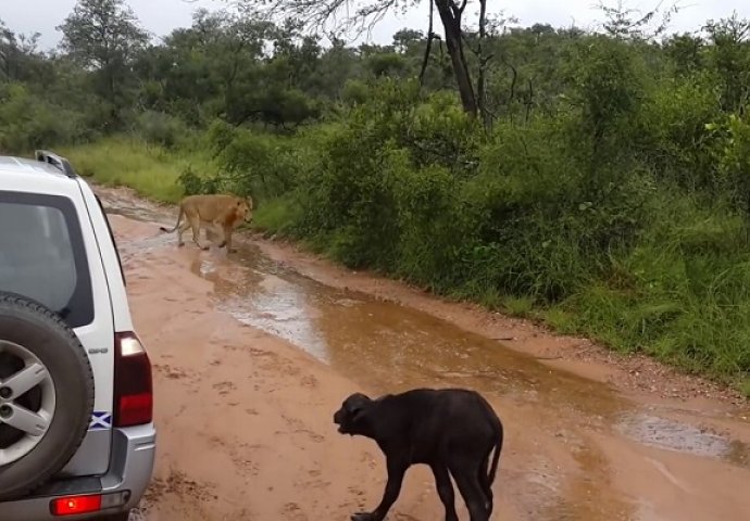 Gladni lav se ustrijemio na mlado tele i htio da ga zakolje, ali ovo nije očekivao! (VIDEO)