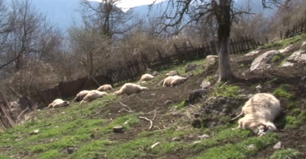 POKOLJ: Medvjedi ubili sedam ovaca i janje kod Novog Travnika