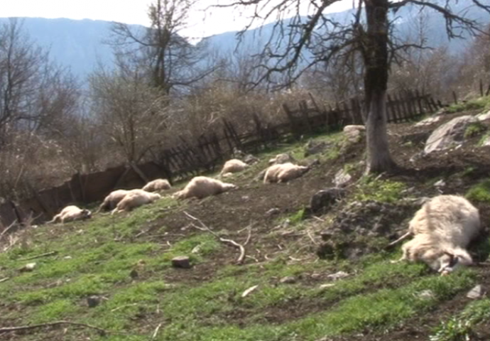 POKOLJ: Medvjedi ubili sedam ovaca i janje kod Novog Travnika
