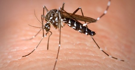 Zbog ovog ne smijete svrbjeti kožu nakon ujeda komarca