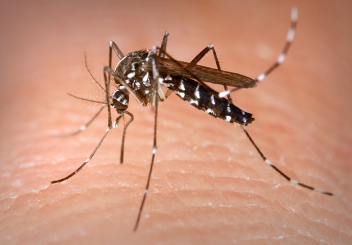 Zbog ovog ne smijete svrbjeti kožu nakon ujeda komarca