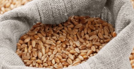 NISU SAMO MALINE PROBLEM: Poljoprivrednici će radije baciti žito nego ga dati u bescjenje