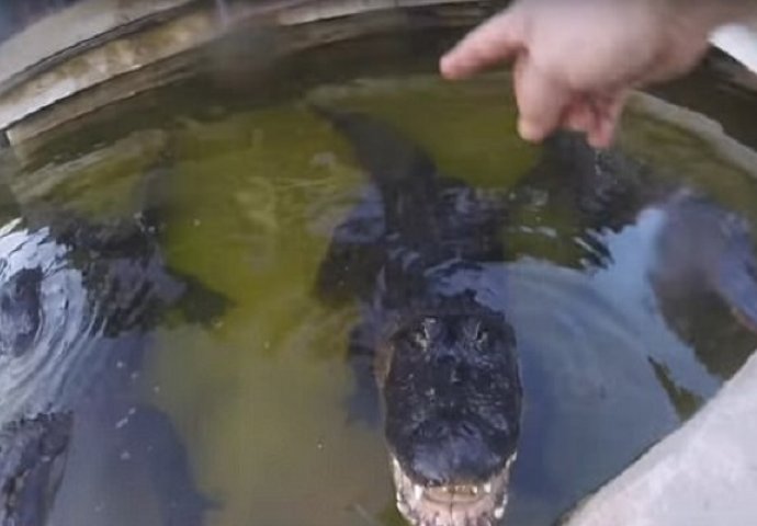 Stavio je kameru na glavu a onda pustio da ga ugrize krokodil, scena od koje će vam se dignuti kosa na glavi! (VIDEO)