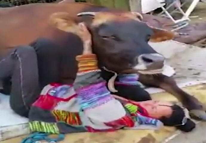 Ova krava se ponaša kao malo tele, pogledajte kako grli svoju vlasnicu! (VIDEO)