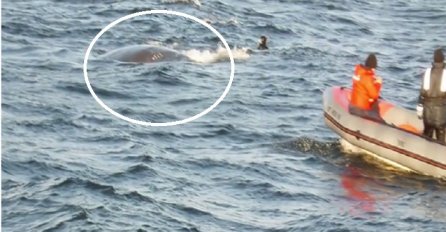 Ogromni kit molio ronioce za spas, ništa ih nije moglo pripremiti na ono što će uslijediti! (VIDEO)