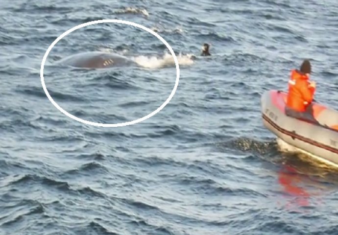 Ogromni kit molio ronioce za spas, ništa ih nije moglo pripremiti na ono što će uslijediti! (VIDEO)