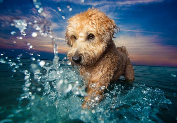 ZA SVE KOJI VOLE PSE: 10 najboljih fotografija pasa na svijetu