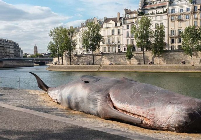 ŠOK ZA STANOVNIKE I TURISTE: Na obali rijeke pojavilo se tijelo kita
