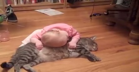 Beba je zgrabila mačku koja je ležala, ali roditelji nisu očekivali ovakvu reakciju! (VIDEO)