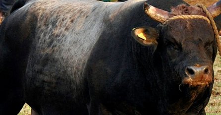 STRAŠNA TRAGEDIJA: Bik ubio čovjeka na farmi