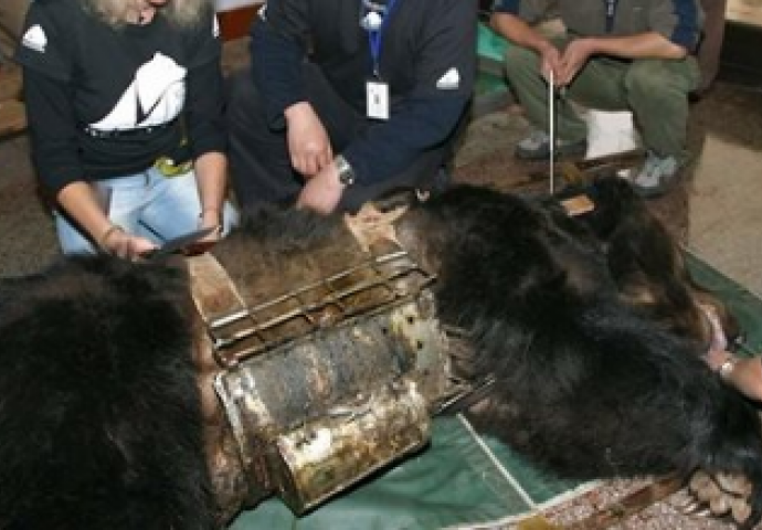 Medvjed je godinama bio zarobljen u metalnom prsluku oko tijela – pogledajte njegovu reakciju kada je konačno oslobođen!
