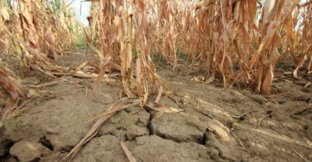 IZ UDRUŽENJA POLJOPRIVREDNIKA FBIH ZA NOVI.BA: Stanje je katastrofalno, štete i do 70%!