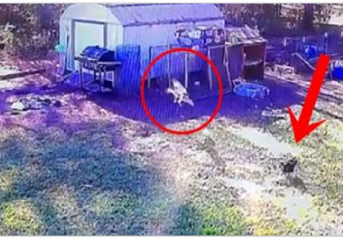 Jastreb se obrušio na kokoš u želji da je odnese, ali čekajte da vidite šta je uradila patka koja se nalazila u dvorištu! (VIDEO)