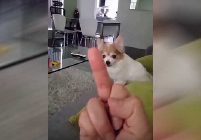 Pokazao je svom malom psu srednji prst, njegova reakcija nasmijala je milione ljudi (VIDEO)