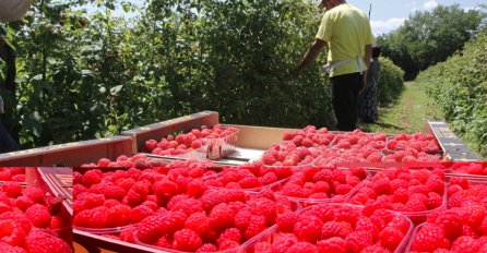MALINARI NAJAVILI RADIKALNE MJERE: Radije ćemo unišititi malinjake