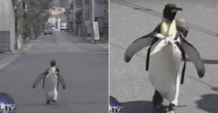 Pogledajte kako pingvin s torbicom na leđima svako jutro ide na pijacu po svježu ribu! (VIDEO)