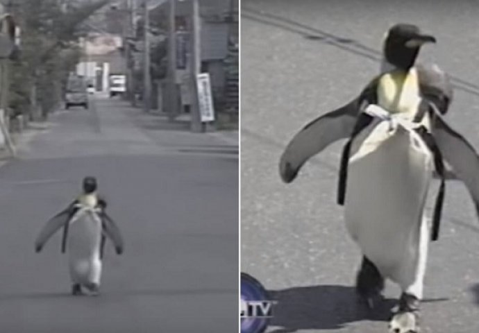 Pogledajte kako pingvin s torbicom na leđima svako jutro ide na pijacu po svježu ribu! (VIDEO)