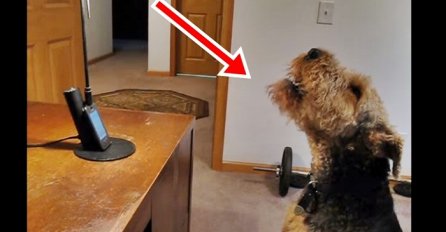 Ovom psu je mnogo nedostajala vlasnica pa su je pozvali na telefon, njihov razgovor je oduševio cijeli svijet! (VIDEO)