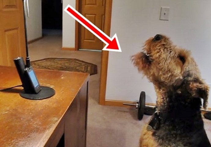 Ovom psu je mnogo nedostajala vlasnica pa su je pozvali na telefon, njihov razgovor je oduševio cijeli svijet! (VIDEO)