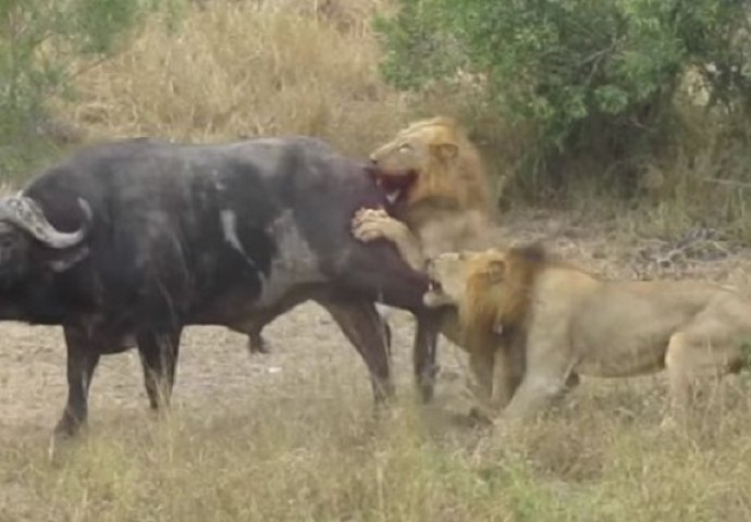 Napala su ga dva velika gladna lava: Svi su mislili da je pred smrt, a onda se događa ovo (VIDEO)