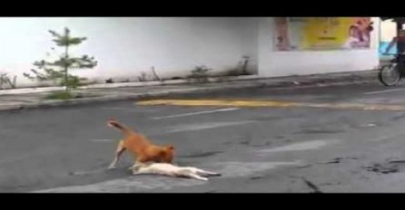Ugledao je dva psa na ulici, a ono što je zabilježio mobitelom će vam slomiti srce (VIDEO)