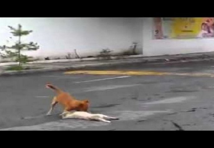 Ugledao je dva psa na ulici, a ono što je zabilježio mobitelom će vam slomiti srce (VIDEO)