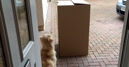 Pas je bio spreman za veliko iznenađenje, a onda se totalno izbezumio kada je vidio šta je u kutiji! (VIDEO)