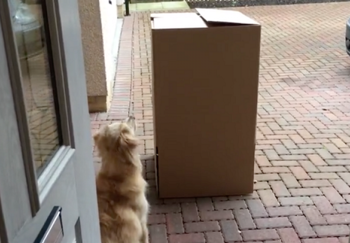 Pas je bio spreman za veliko iznenađenje, a onda se totalno izbezumio kada je vidio šta je u kutiji! (VIDEO)