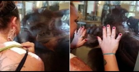 Žena sa opekotinama je prišla orangutanu u ZOO vrtu: Ono što je uradio, raspametilo je sve prisutne! (VIDEO)