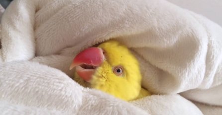 Papagaj koji odbija da ustane iz kreveta je nešto najslađe što ćete vidjeti danas (VIDEO) 