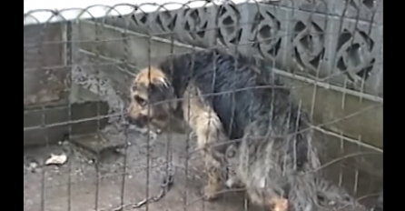 Okrutno: Psa su vezali 10 godina, pogledajte njegovu reakciju kad je pušten (VIDEO)