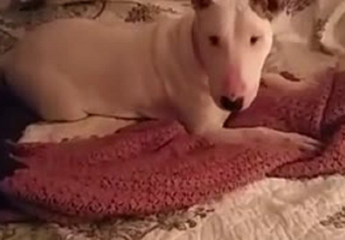 Ovaj spašeni bull terijer nikada nije bio na krevetu: Njegova reakcija kad je prvi put skočio na krevet je osvojila srca miliona ljudi (VIDEO)