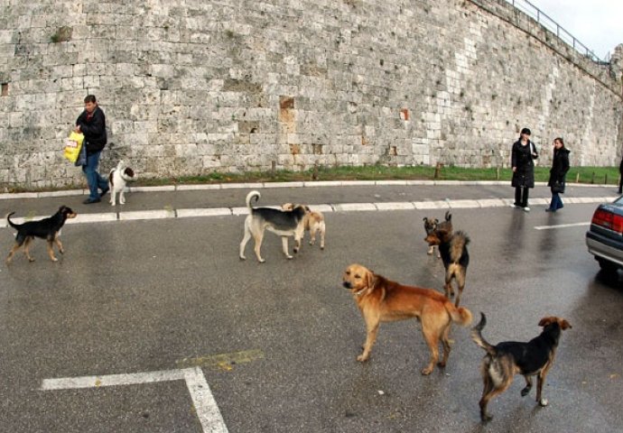 UŽAS: Psi napadaju stanovnike, jednu osobu izgrizli i UMRLA je