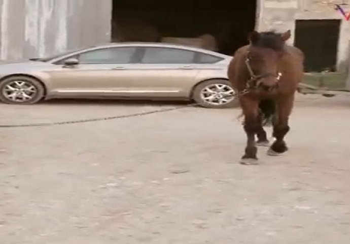 Konj je bezbrižno jeo travu kada je on prišao i zgrabio ga za uzde, pogledajte ko upravlja sa njim! (VIDEO)
