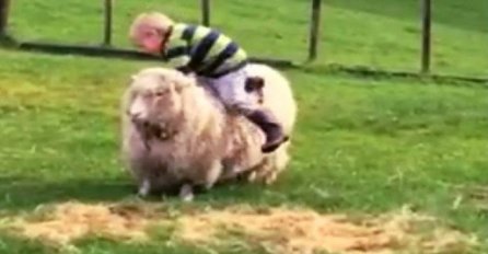 Snimao je svoje sinove kako se u dvorištu igraju sa ovcama, a onda je malac odlučio sjesti na jednu i uslijedio je urnebes! (VIDEO)