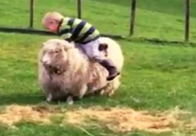 Snimao je svoje sinove kako se u dvorištu igraju sa ovcama, a onda je malac odlučio sjesti na jednu i uslijedio je urnebes! (VIDEO)