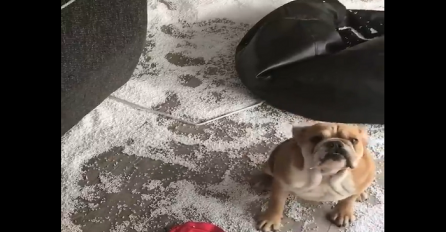 Urnebesno: Kada ovaj pas "posprema" kuću, vlasniku skače pritisak! (VIDEO)