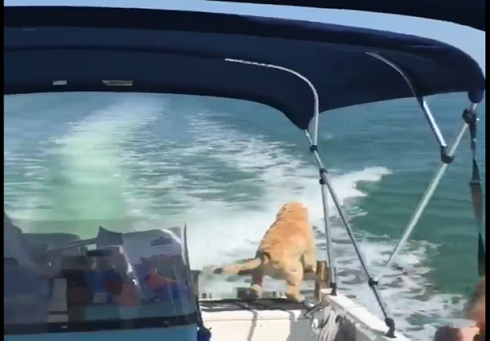 Poveli su psa na vožnju čamcem, ali njemu je cijelo vrijeme ovo privlačilo pažnju! (VIDEO)