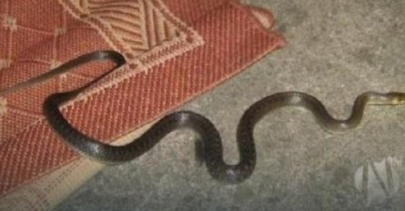 U porodičnu kuću u Vogošći uselila zmija: 'Tražio sam pomoć nadležnih službi u KS, šokirao sam se šta su mi rekli'