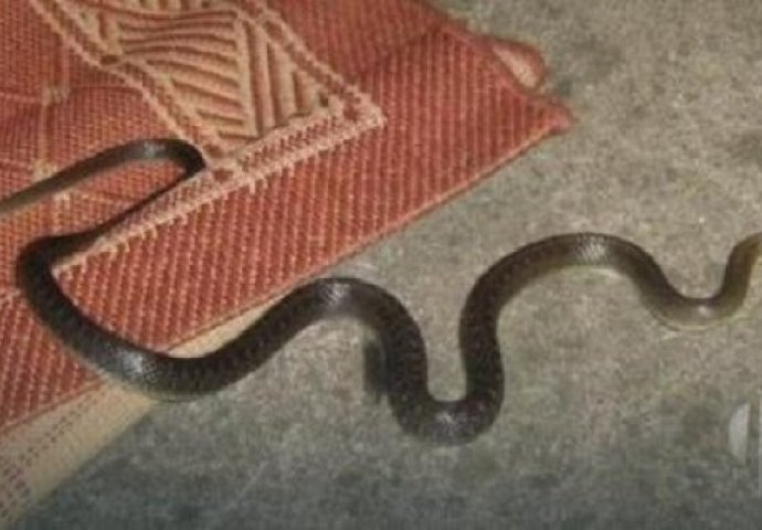U porodičnu kuću u Vogošći uselila zmija: 'Tražio sam pomoć nadležnih službi u KS, šokirao sam se šta su mi rekli'